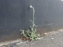 Helichrysum luteoalbum
