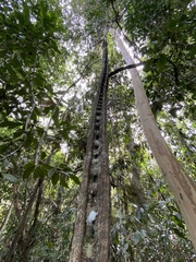 Schnella microstachya