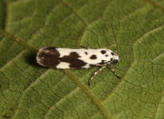 Ethmia quadrillella