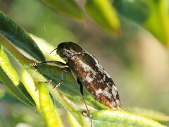 Diphucrania acuducta