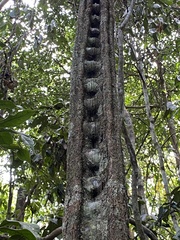 Schnella microstachya