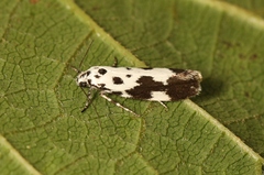 Ethmia quadrillella