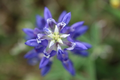 Lupinus texensis