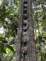 Schnella microstachya