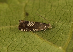 Grapholita compositella