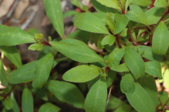 Phytolacca octandra