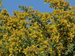 Zosterops lateralis lateralis