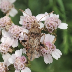Stictopleurus punctatonervosus