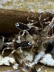 Platyvelia brachialis