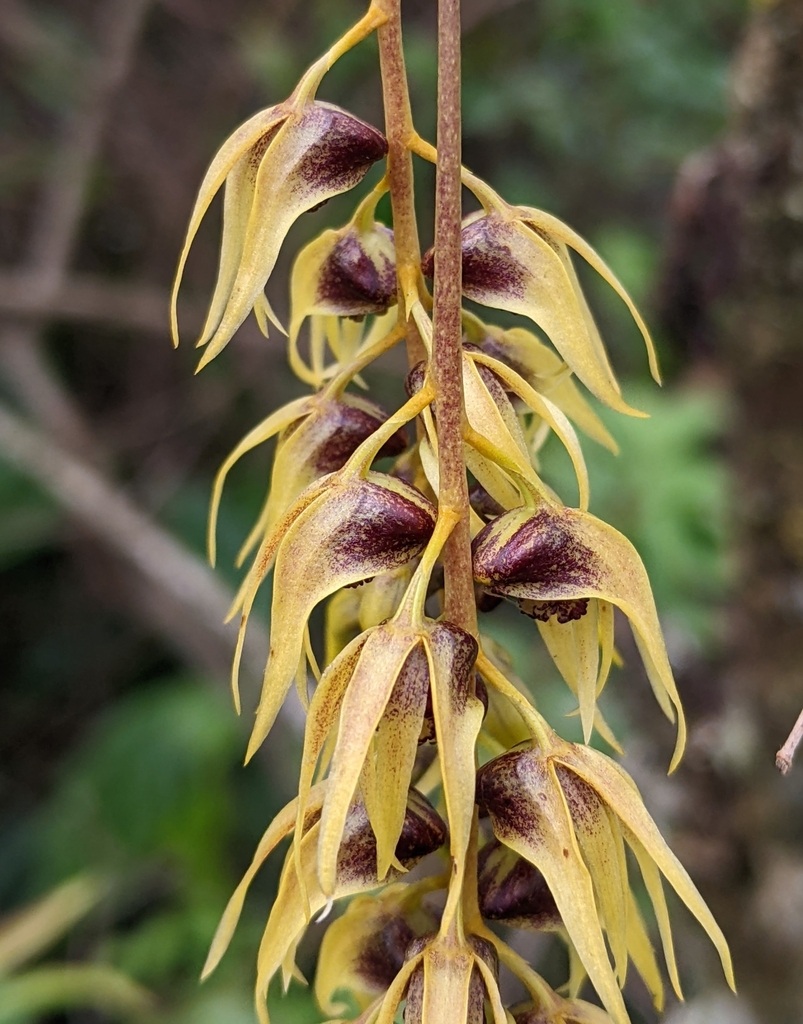 Dendrobium strongylanthum Rchb.f. 2