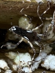 Platyvelia brachialis