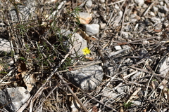 Fumana ericifolia