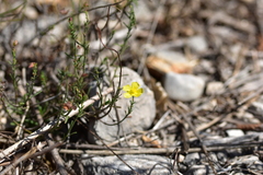 Fumana ericifolia