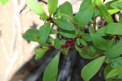 Phytolacca octandra