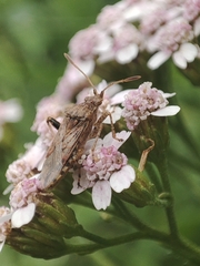 Stictopleurus punctatonervosus