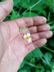 Tridax platyphylla