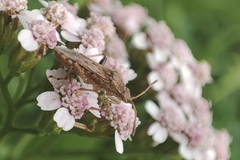 Stictopleurus punctatonervosus