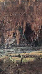 Philonthus caeruleipennis