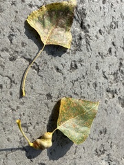 Populus nigra