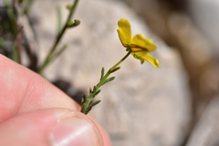 Fumana ericifolia