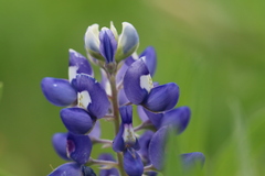 Lupinus texensis
