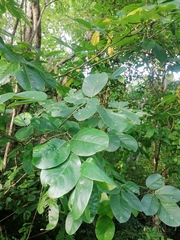 Piscidia carthagenensis