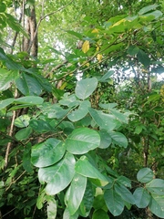 Piscidia carthagenensis