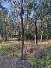 Corymbia citriodora
