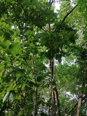 Piscidia carthagenensis