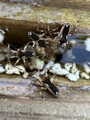 Platyvelia brachialis