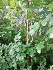 Piscidia carthagenensis