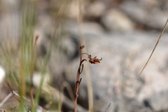 Fumana ericifolia