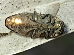 Diphucrania acuducta