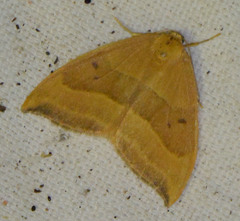 Watsonalla cultraria