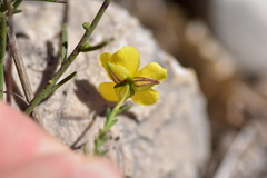 Fumana ericifolia