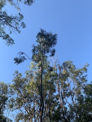 Corymbia citriodora