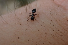 Crematogaster pilosa