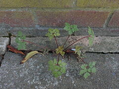 Geranium robertianum