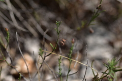 Fumana ericifolia
