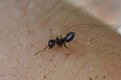 Crematogaster pilosa