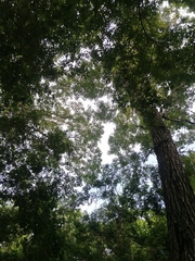 Dalbergia granadillo