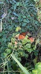 Danaus plexippus