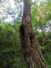 Dalbergia granadillo