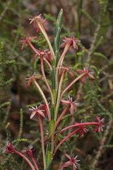 Struthiola macowanii