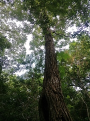 Dalbergia granadillo