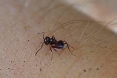 Crematogaster pilosa