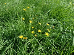 Scorzoneroides autumnalis