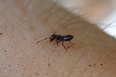Crematogaster pilosa