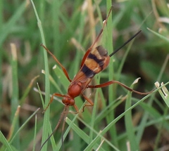 Compsocryptus texensis
