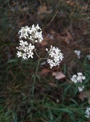 Gypsophila fastigiata
